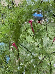 Ipomoea quamoclit
