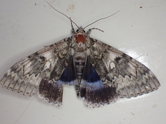 Catocala fraxini