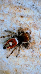Phidippus arizonensis