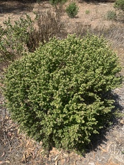 Baccharis pilularis