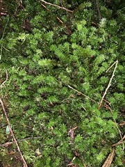 Ptychomnion aciculare