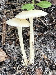 Desarmillaria tabescens