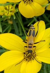 Chauliognathus pensylvanicus