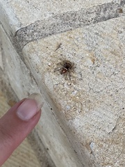 Phidippus arizonensis