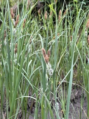 Carex spectabilis