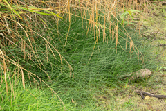 Eleocharis palustris