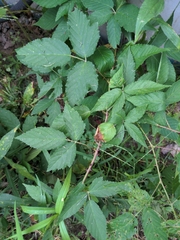 Rubus pensilvanicus