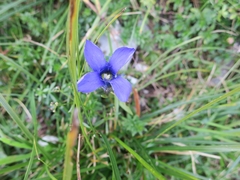 Gentianopsis ciliata