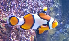 Amphiprion ocellaris