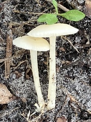 Desarmillaria tabescens