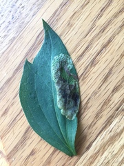 Calycomyza frickiana