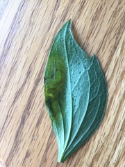 Calycomyza frickiana