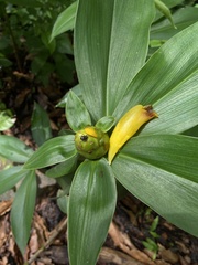 Costus pictus