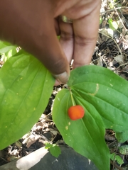 Prosartes trachycarpa