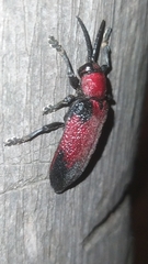 Coraliomela aeneoplagiata