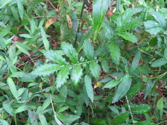 Agrimonia parviflora