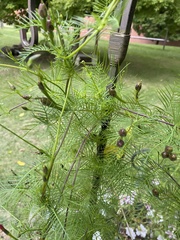 Ipomoea quamoclit