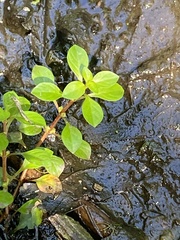 Ludwigia palustris