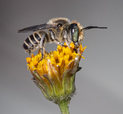 Eutricharaea