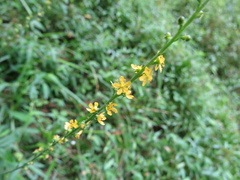 Agrimonia parviflora