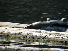 Phoca vitulina richardii