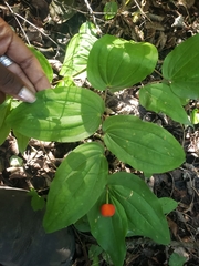Prosartes trachycarpa
