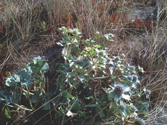 Eryngium maritimum