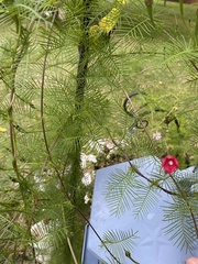 Ipomoea quamoclit
