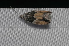 Epinotia nisella