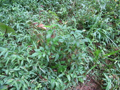 Agrimonia parviflora