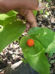 Prosartes trachycarpa