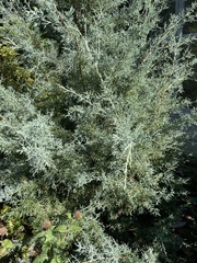 Cupressus