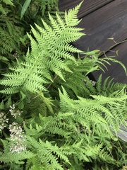 Thelypteris palustris