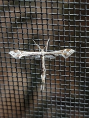 Platyptilia carduidactylus
