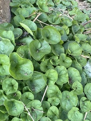 Dichondra carolinensis