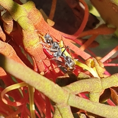 Myrmecia