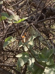 Adelpha californica