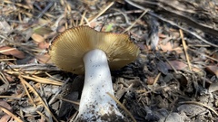 Russula