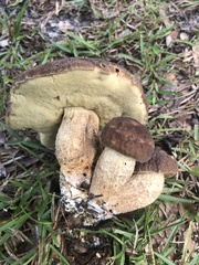 Leccinellum crocipodium