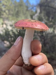 Russula