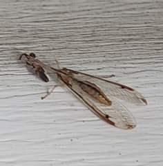 Dicromantispa interrupta