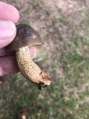 Leccinellum crocipodium