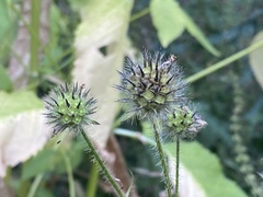 Dipsacus pilosus