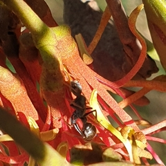 Myrmecia