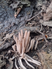 Clavaria fragilis