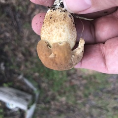 Leccinellum crocipodium