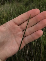 Juncus roemerianus