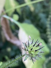Dipsacus pilosus