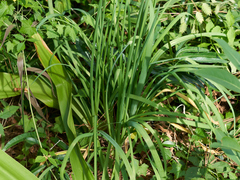 Allium tuberosum