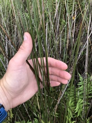 Juncus roemerianus